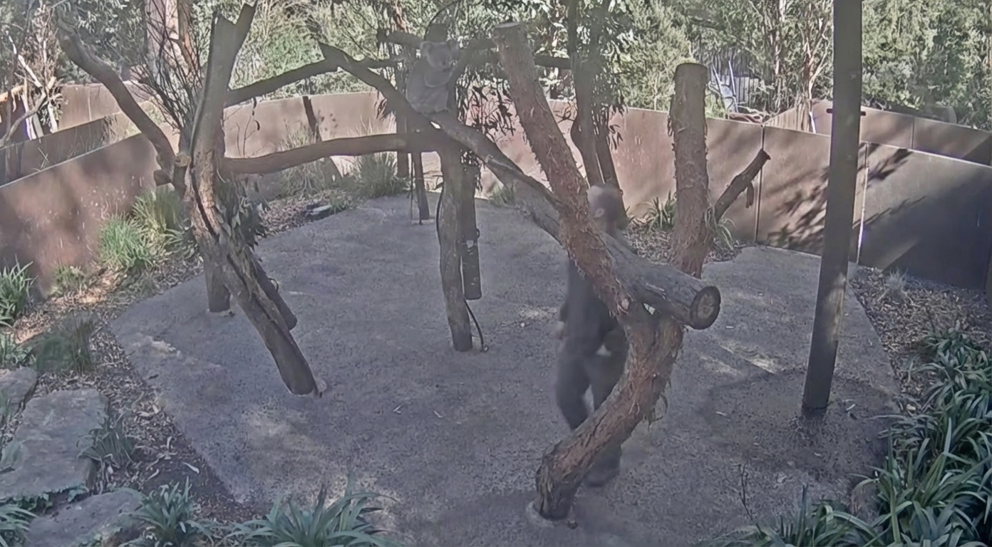 Lola the koala at Australia Zoo