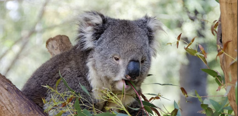 Lola the koala - please help find her