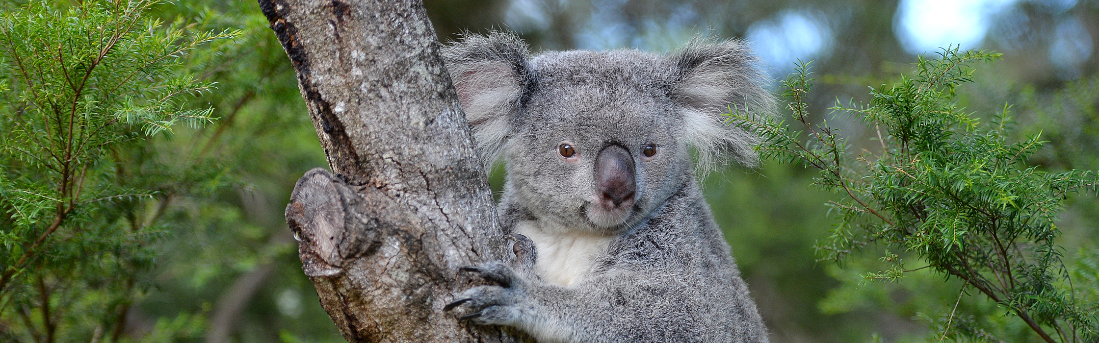 Lola the koala at Australia Zoo
